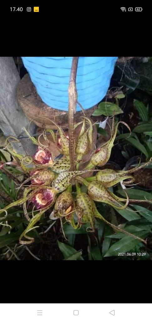Bulbophyllum binendjikii
#fromindonesia
#bulbophyllum
#orchidee
#orchidspecies
#indonesia