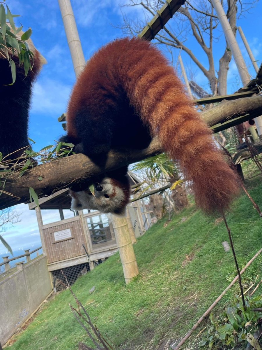 WelshMountainZo's tweet photo. Oh hey 👋, I didn't see you there! Happy Monday! 🐾

#KeeperPics #RedPandaFamily #HappyMonday #SupportingConservation #WelshMountainZoo #NationalZooOfWales #TenTop #Snowdonia360 https://t.co/LkwTjhaJpt