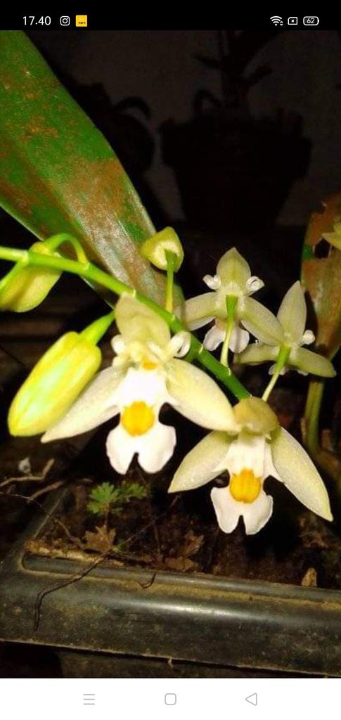Coelenstele sulphurea
#fromindomesia
#orchidee
#orchids 
#orchidspecies
#hunting
#indonesia