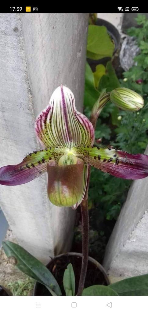 kvnrdt's tweet photo. Paphiopedilum agusivar
#fromindonesia
#hunting
#orchidee
#orchids https://t.co/EMHUeGZyC5