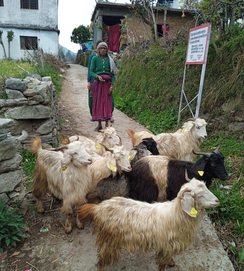 fiurudraprayag's tweet photo. ग्राम् डुंगरी चन्द्रनगर में परियोजना के माध्यम से लाभार्थियों की बकरी इकाई पूर्ण करने हेतु 20 स्वस्थ बकरियों का वितरण किया गया! #GoatsDistribution
@basava_ias @pashudhanUK @mdusgcf @aviddn @Uttarakhandcoo1 @SANJAYK47559742 https://t.co/CkuXBW6lEn