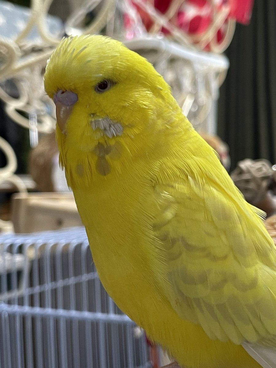 j2iv_m's tweet photo. 大型セキセイ（生後1年1か月8日目）🦜
本日2023/3/20 お迎えして🎉1️⃣周年🎉
翔&amp;黄菜、共に男の子。翔はスロ〜ペース、黄菜は活発。翔は手には乗ってきませんが、さりげなく近寄ってくる。黄菜は飛び方が上手、すぐ手や頭に乗ってくる。写真は今朝の2羽😄黄菜ピンと合わず苦戦した https://t.co/EgZGJ8fq9o