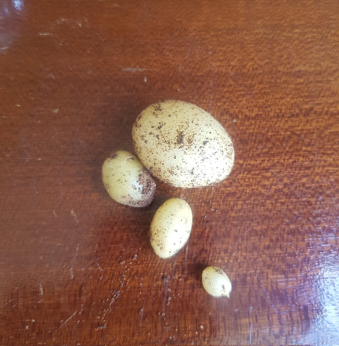 اليوم حصدت البطاطا من زراعة الشرفه
كم فكر بطلع عليهم زكاة او لازم إتبرع فيهم لنخفف الحصار الإقتصادي علينا