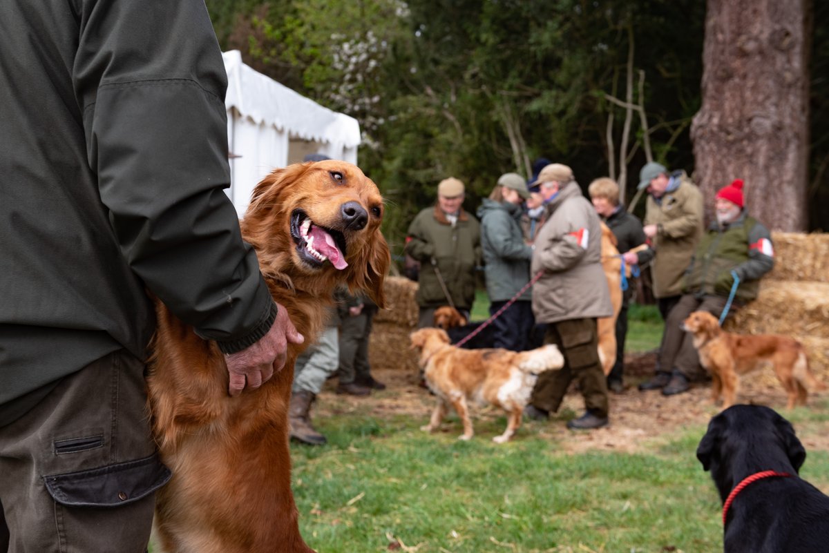 EAGandCFair's tweet photo. We can't wait to welcome you to Euston Estate on April 22nd &amp; 23rd! Book your tickets in advance and save money today!​​​​​​​​ Bring your friends, family and furry friends too! Are you ready to have some fun?​​​​​​​​
​​​​​​​​
#gamefair #gameandcountryfair #norfolkgamefair #ukgame https://t.co/vMIZESedGq