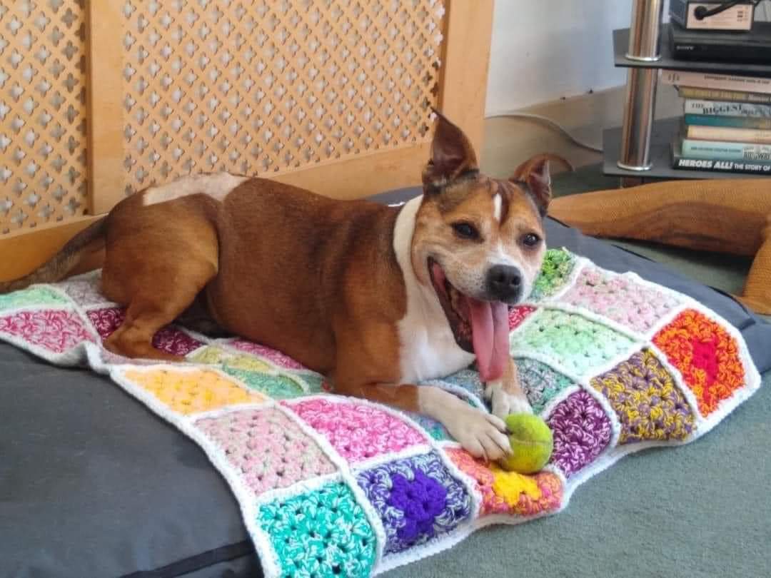 Pupdate on Bayley 🌝 
Her dad says “she settled in from day one, holds her ball &amp; walks hard by my heel. She tells me she’s ready for a walk by dropping her ball at my feet ♥️ happiest dog possible!
She is the most adorable dog, on my lap at present, as she normally is” ❤️🐾❤️