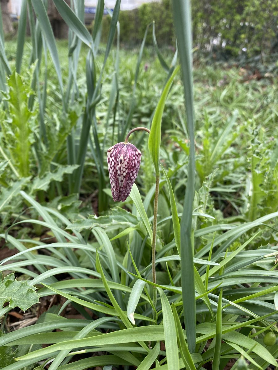 TCVHaringey's tweet photo. Happy Spring Equinox! Gorgeous snake’s head fritillaries are popping out in Ducketts Common! Celebrating spring and balance by noticing nature around us! 

#wildflower #spring #springequinox #haringey #london #tcv #urban #nature https://t.co/mCVkmjUHaW