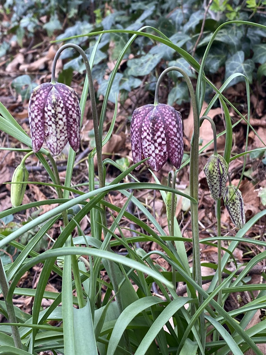 Happy Spring Equinox! Gorgeous snake’s head fritillaries are popping out in Ducketts Common! Celebrating spring and balance by noticing nature around us! 

#wildflower #spring #springequinox #haringey #london #tcv #urban #nature