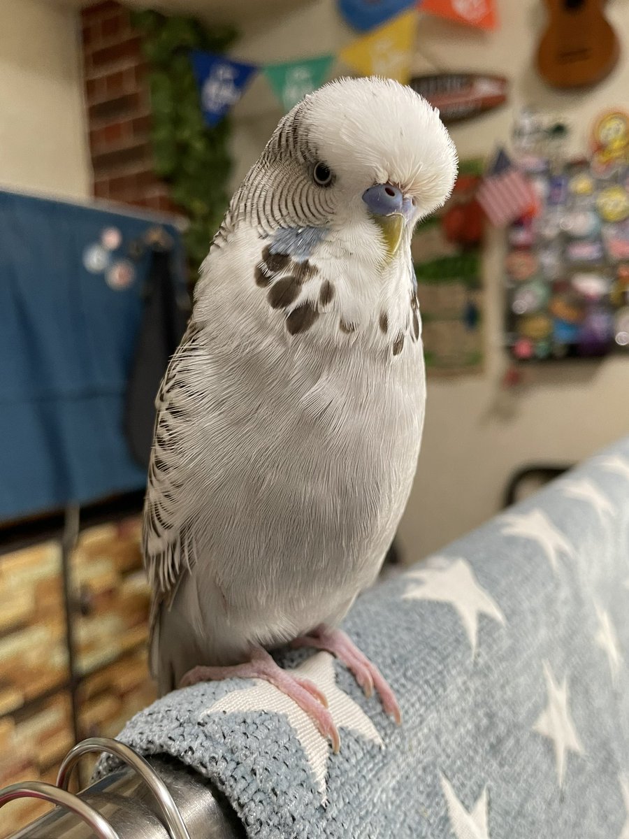 j2iv_m's tweet photo. 大型セキセイ（生後1年1か月8日目）🦜
本日2023/3/20 お迎えして🎉1️⃣周年🎉
翔&amp;黄菜、共に男の子。翔はスロ〜ペース、黄菜は活発。翔は手には乗ってきませんが、さりげなく近寄ってくる。黄菜は飛び方が上手、すぐ手や頭に乗ってくる。写真は今朝の2羽😄黄菜ピンと合わず苦戦した https://t.co/r9RxL65oMW