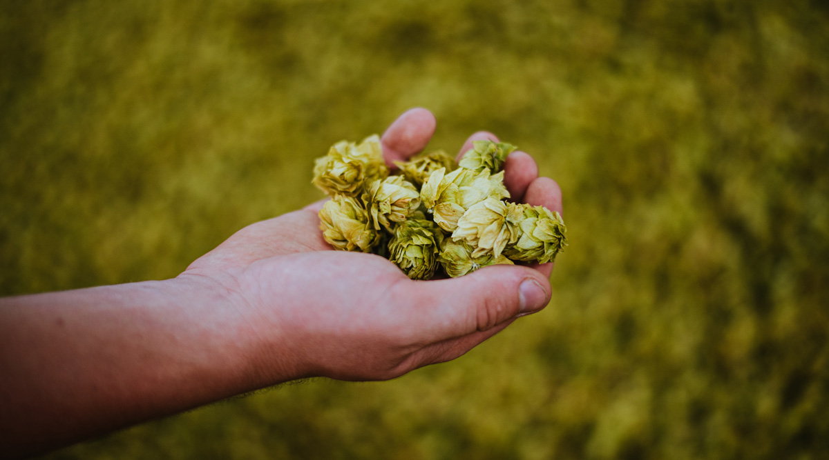 We checked the most popular beer styles and hops of the new Finnish 🇫🇮  beer releases in our blog: Mitä oluita suomalaiset panimot panevat vuonna 2023? Mitkä ovat suosituimmat humalat ja mitä humalia parhaimmat oluet sisältävät? Lue blogista! 👇 bit.ly/3yGKyiX