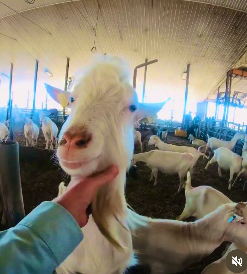 anson_ag's tweet photo. Wheels up for Lamoille County. @GovPhilScott’s cabinet talking federal &amp; state recovery dollars in Hyde Park. Maple, Milk 🍁 &amp; Goats 🐐 in the mix too. SCHEDULE: https://t.co/fyKUMVAe3y Happy Vernal Equinox: https://t.co/2xW60A3HN0 #1stdayofspring https://t.co/03eiGEaJ0Y