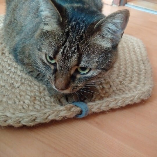 TulinekW's tweet image. Excited to share the latest addition to my #etsy shop: Rope cat mat,pet scratcher,jute pet bedding,natural handmade,pet mat, natural cat pizza mat,rope cat place,crochet jute bed,crochet cat bed etsy.me/3Ju6VgH #christmas #catmat #ropecatmat #scratchingmat #scr