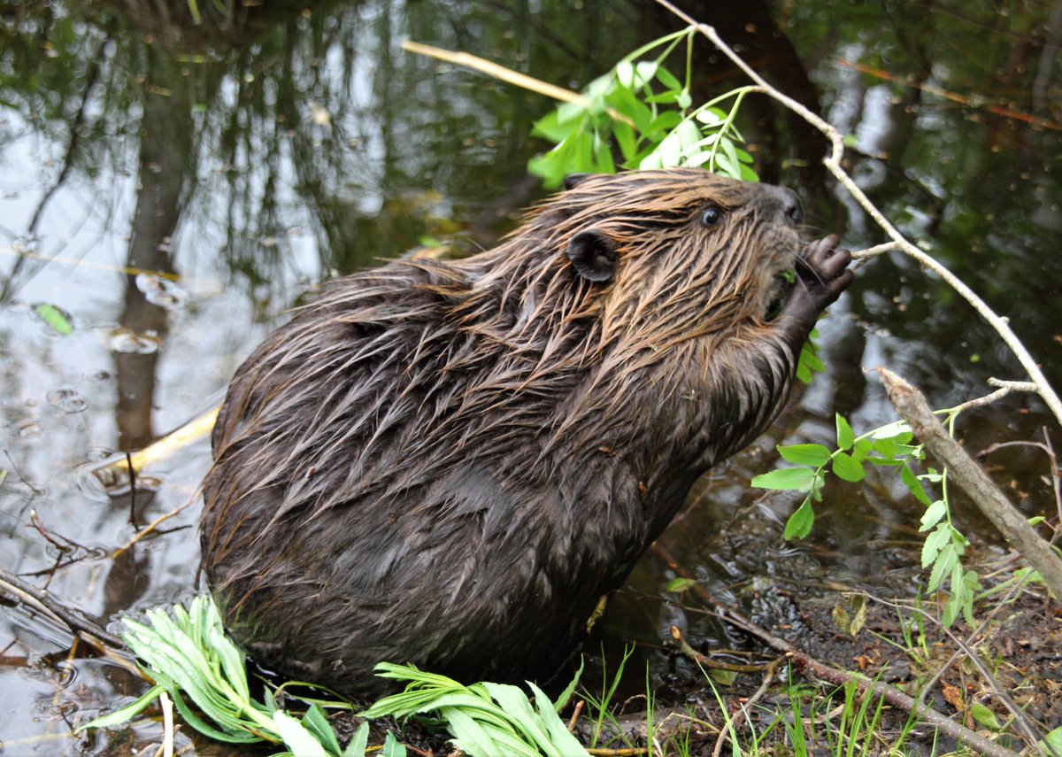Happy #WorldRewildingDay! The beaver is a cornerstone of rewilding schemes because it engineers its environment with a whole set of positive effects for the ecosystem 🦫 and happy ecosystems = also happy people!