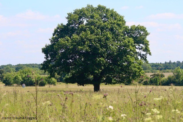 Happy #WorldRewildingDay 🌎🌿

Our delightful Lincoln Red cattle, cheeky curly-coated Mangalitza pigs, majestic roe deer &amp; mighty oak trees are transforming #WilderDoddington, creating different types of habitats for vegetation, animals, insects &amp; birds to flourish #RewildingHOPE
