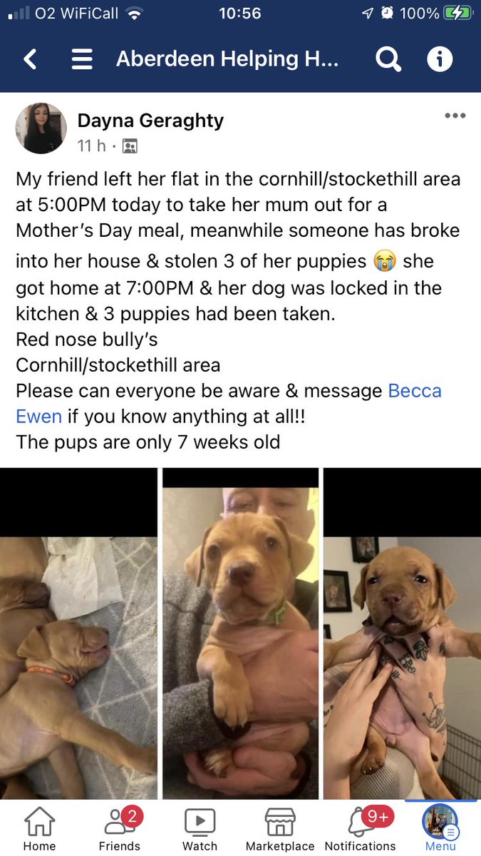 Thought I would try sharing in here cause I know twitters best at doing its thing!  This was on @aberdeenhelpinghands Fb page. #stolendogs #stolenpuppies #bastards