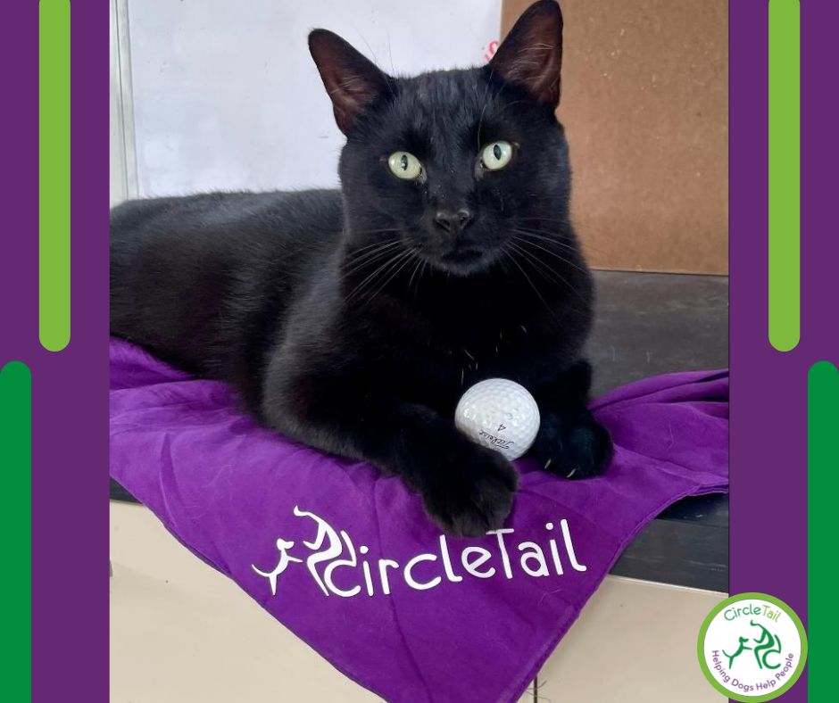 It's time for Where's Miles Monday!

Miles says, "Get ready for Circle Tail's Golf Classic 2023 on Monday, August 28 from 8 a.m. until 3 p.m. at O'Bannon Creek Golf Club!"

#circletail #partnerswithpaws #wheresmilesmonday #catshelpingdogshelppeople