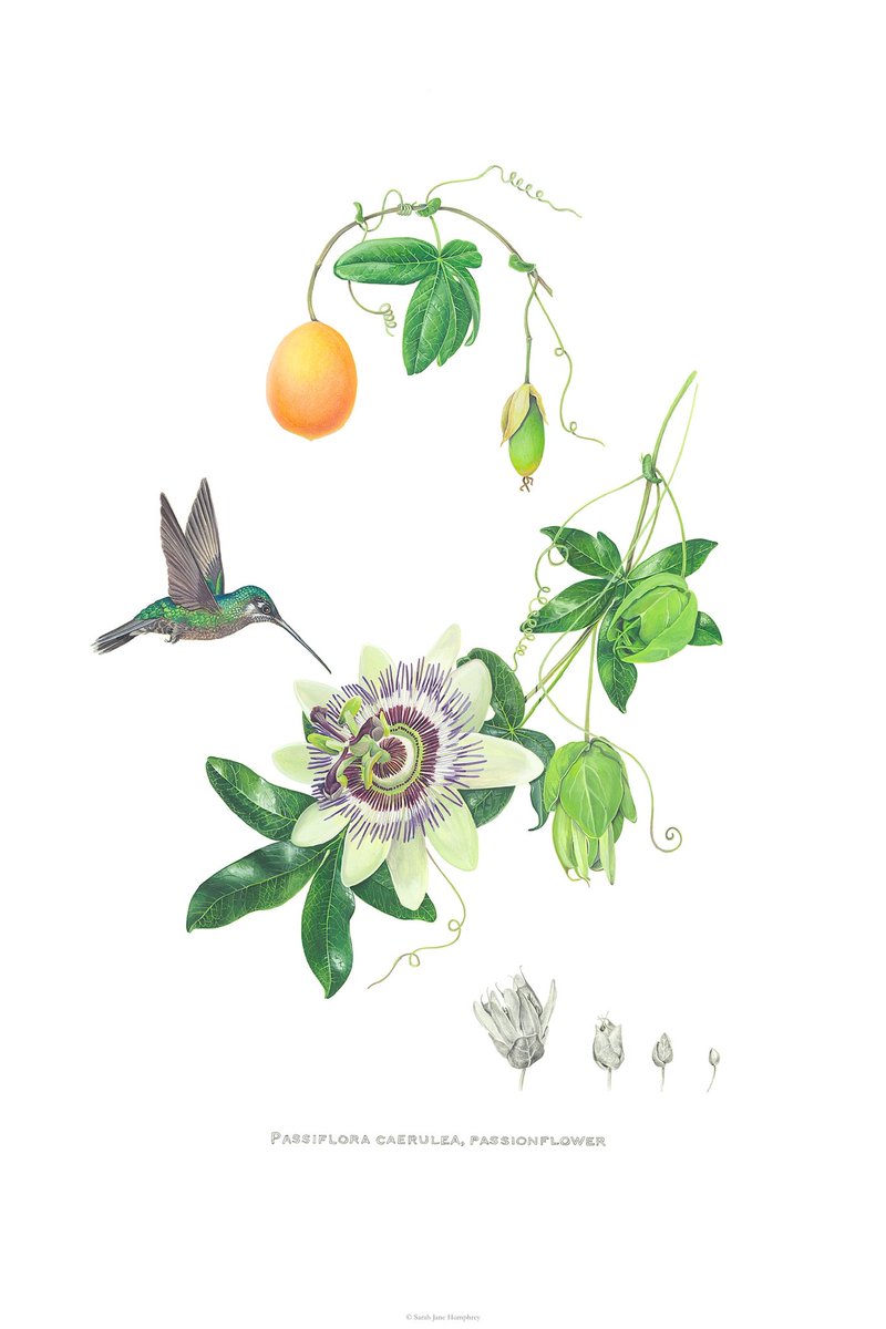 Sarah Jane Humphrey tweet media