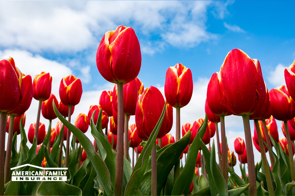 SSmuckerAmFam's tweet photo. Birds are chirping, flowers are blooming and the scent of spring is in the air! What brings you a smile this time of year? 💐 https://t.co/SwInqTBvYL
