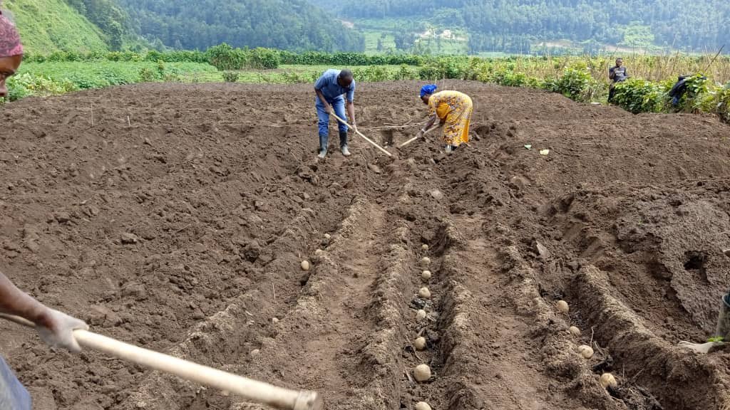 The #plantingseason has come! We can't wait to have another round of farmers' field day. It will be an opportunity for knowledge &amp; experience sharing, learning the best practices to grow potatoes and other #economictransformation practices from the agronomists. Everyone’s invited