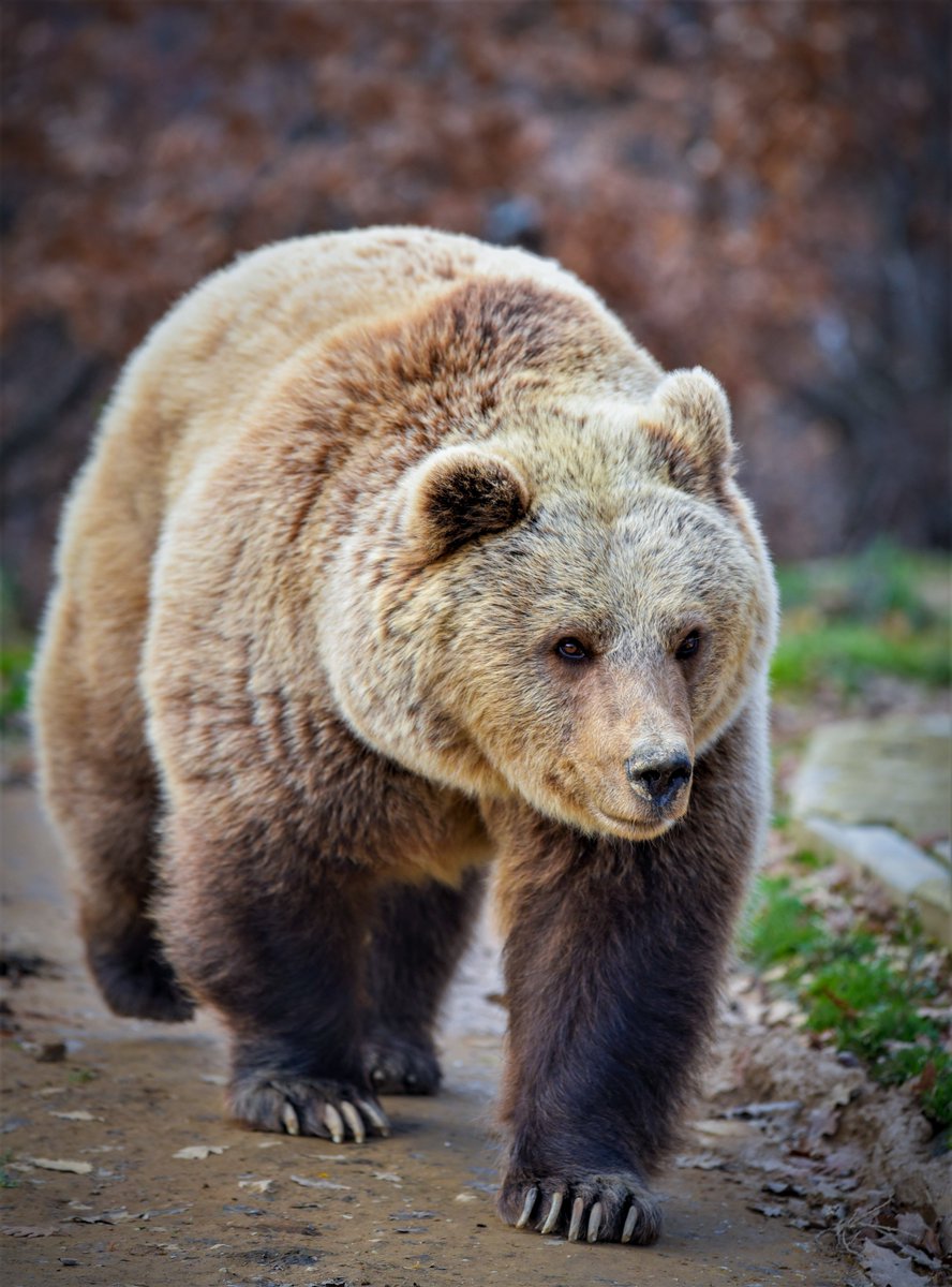 Rina 🐻 is back from hibernation. She's awake and full of energy enjoying the warm weather of Spring and waiting that her buddy Ari 🐻 will come out of den soon. 

© BEAR SANCTUARY Prishtina

#bears #kosova #wildlife