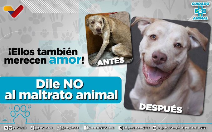 #NoAlMaltratoAnimal🐾| Los animales son seres especiales que comparten con nosotros el planeta, muchas veces expresan sentimientos y comparten vínculos con las personas, por eso lo mejor que podemos ofrecerles es todo nuestro amor. #JuntosContraLasMafias