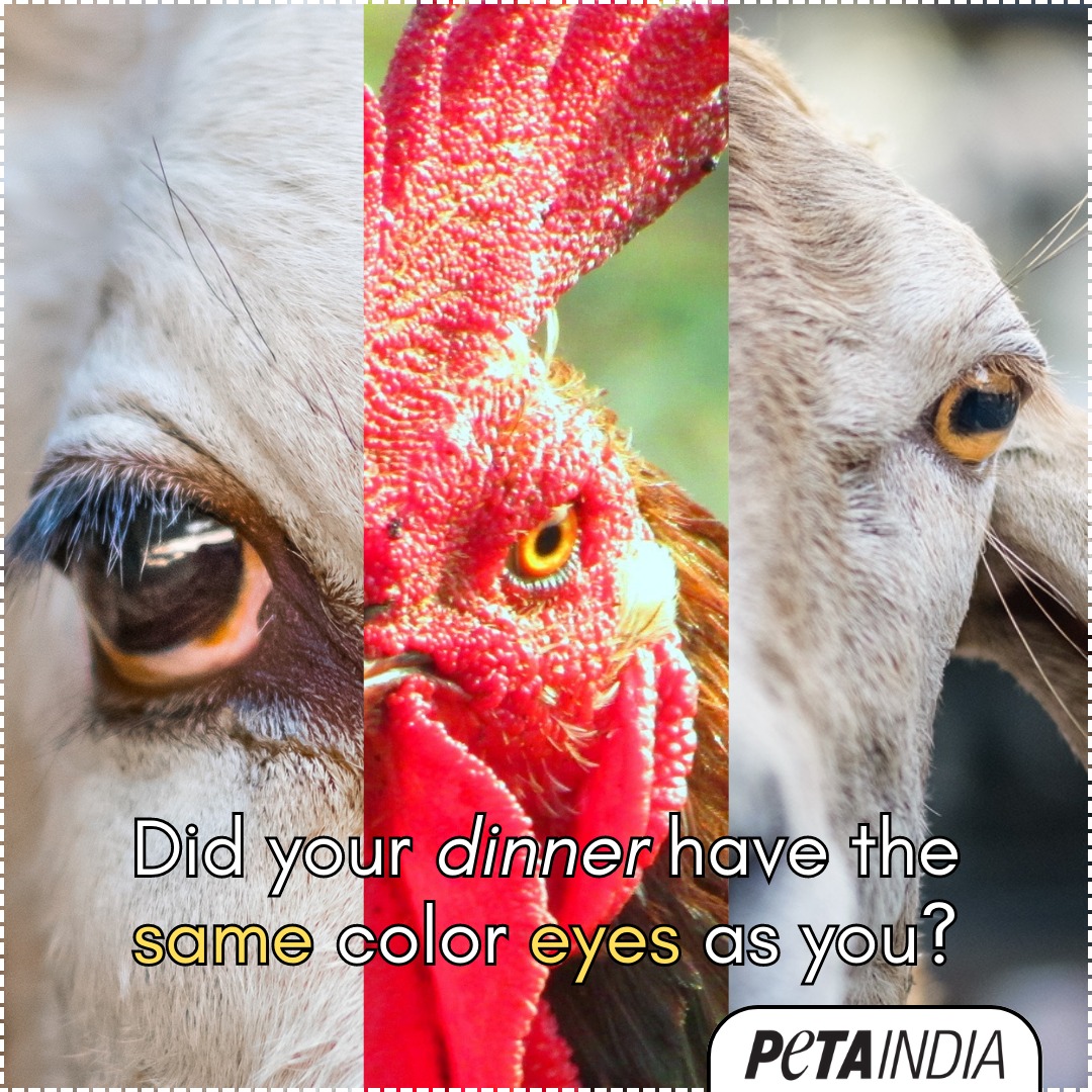 PETA India on Twitter "Speciesism is the misguided humanheld belief