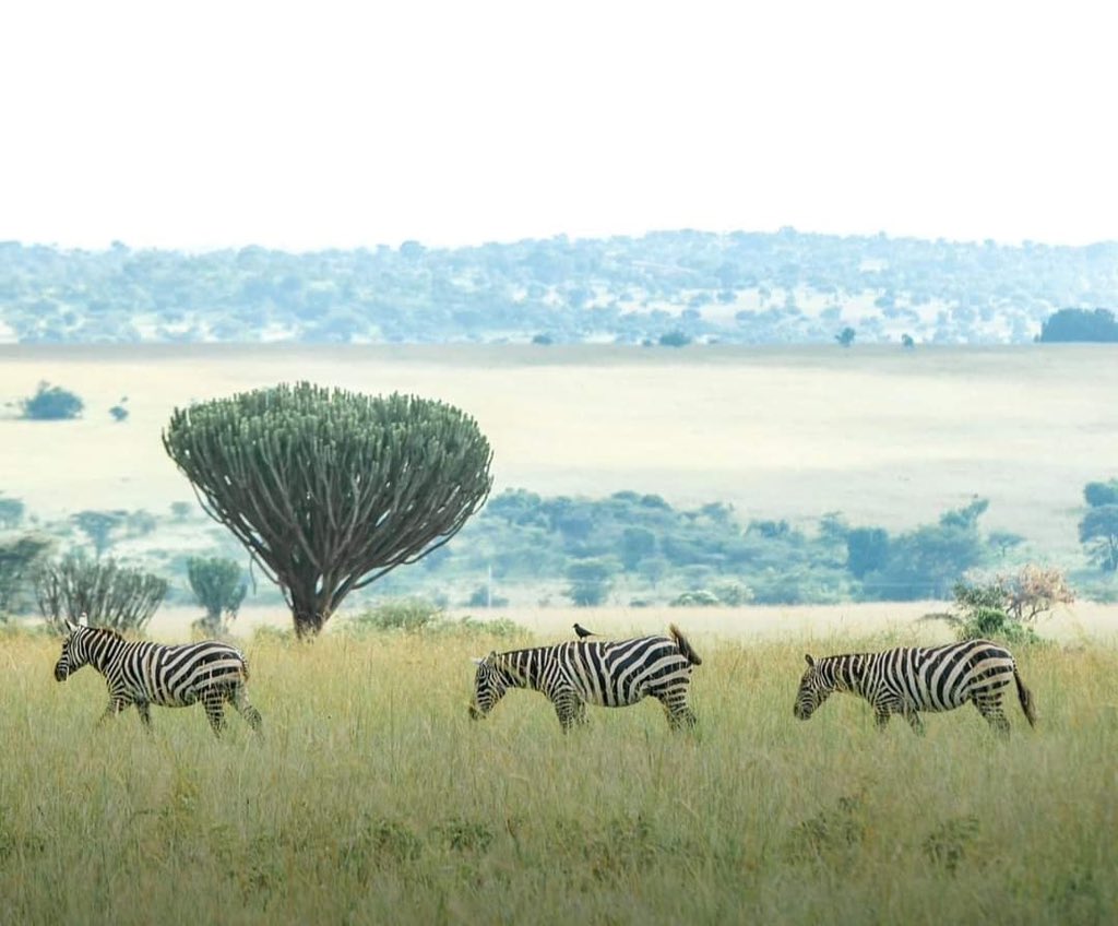 Katurum Lodge (@katurumlodge) on Twitter photo Some of the views that will make the journey up to us well worth it 🥰
To book: katurumlodge.com/contact-us/
☎️: +256782520448
📥:mailto:info@katurumlodge.com
#ExploreUganda #VisitKidepoValleyNationalPark #VisitKaturumLodge Some of the views that will make the journey up to us well worth it 🥰
To book: katurumlodge.com/contact-us/
☎️: +256782520448
📥:mailto:info@katurumlodge.com
#ExploreUganda #VisitKidepoValleyNationalPark #VisitKaturumLodge