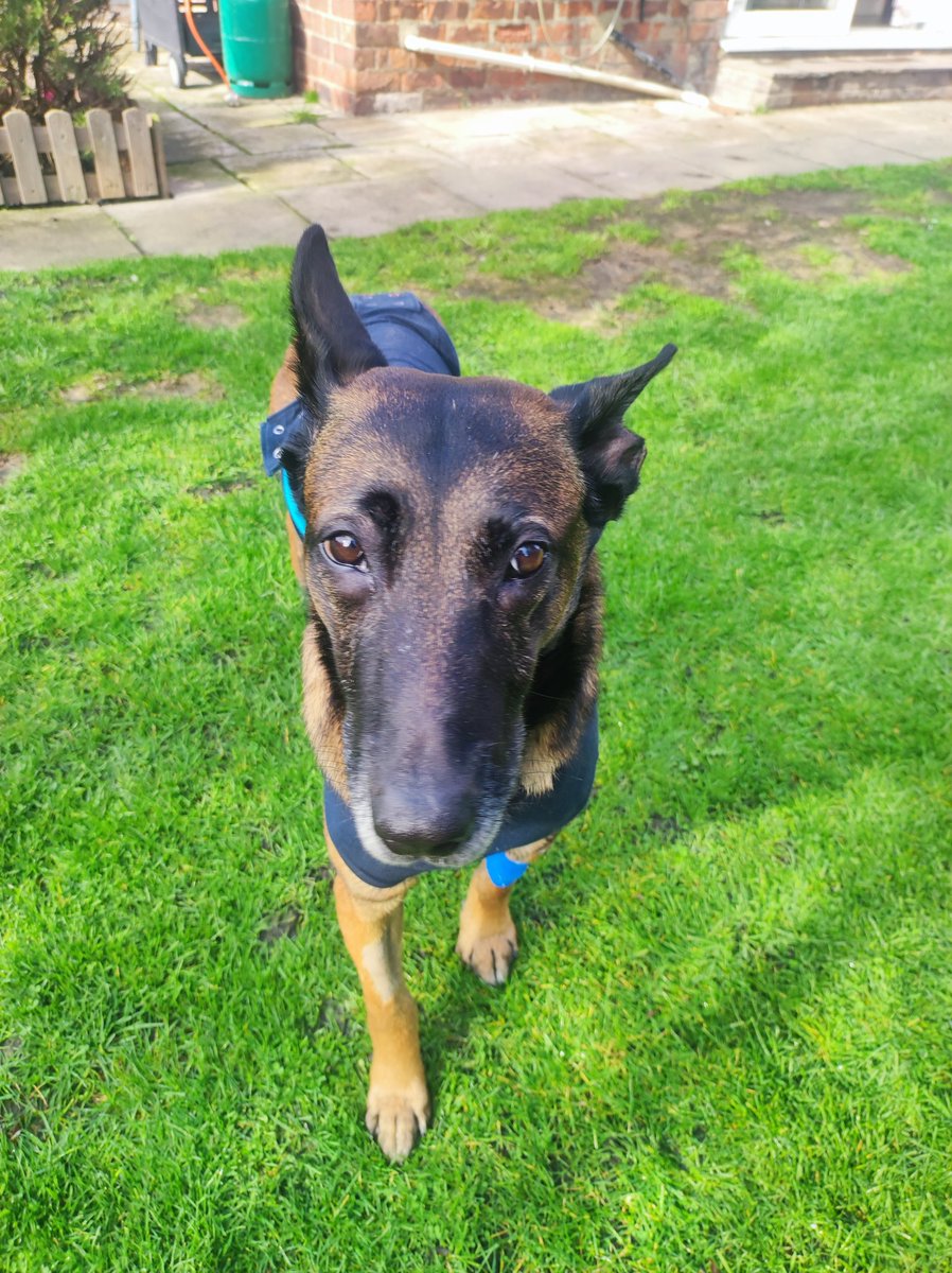 The_NFRSA's tweet image. Good morning - #PDElsa Update.

Elsa has had another very good night, snuggled up next to her Dad on the camping air mattress - we think she may get used to that..!

But she continues to improve and be the trooper she is.

She’s giving her Mum palpitations as she’s even started