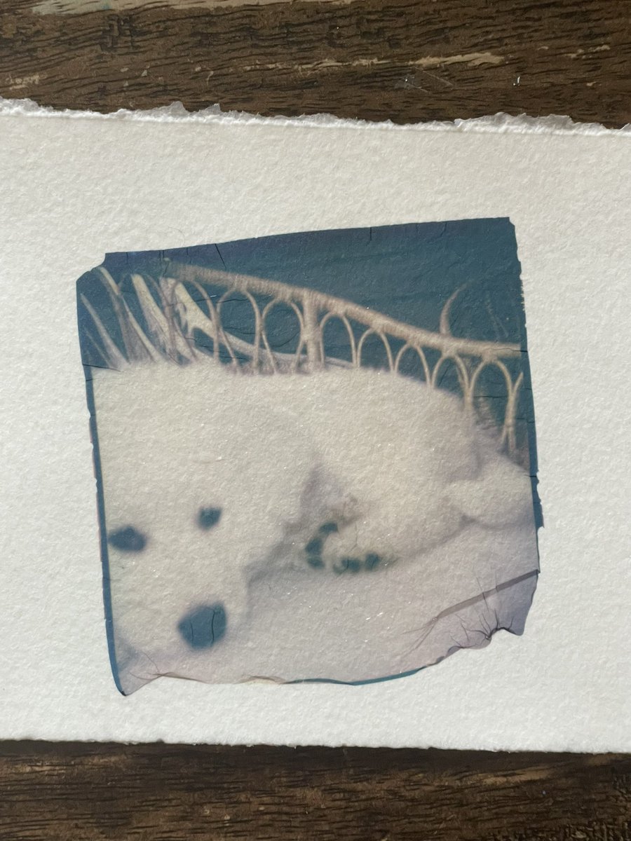 GISELXPHOTO's tweet photo. Ever experience the dance of a delicate emulsion transfer? Good morning to all 🤳🏽🎞👏🏽#notafilter #polaroidemulsiontransfer #photography https://t.co/X44JvG6aJ4