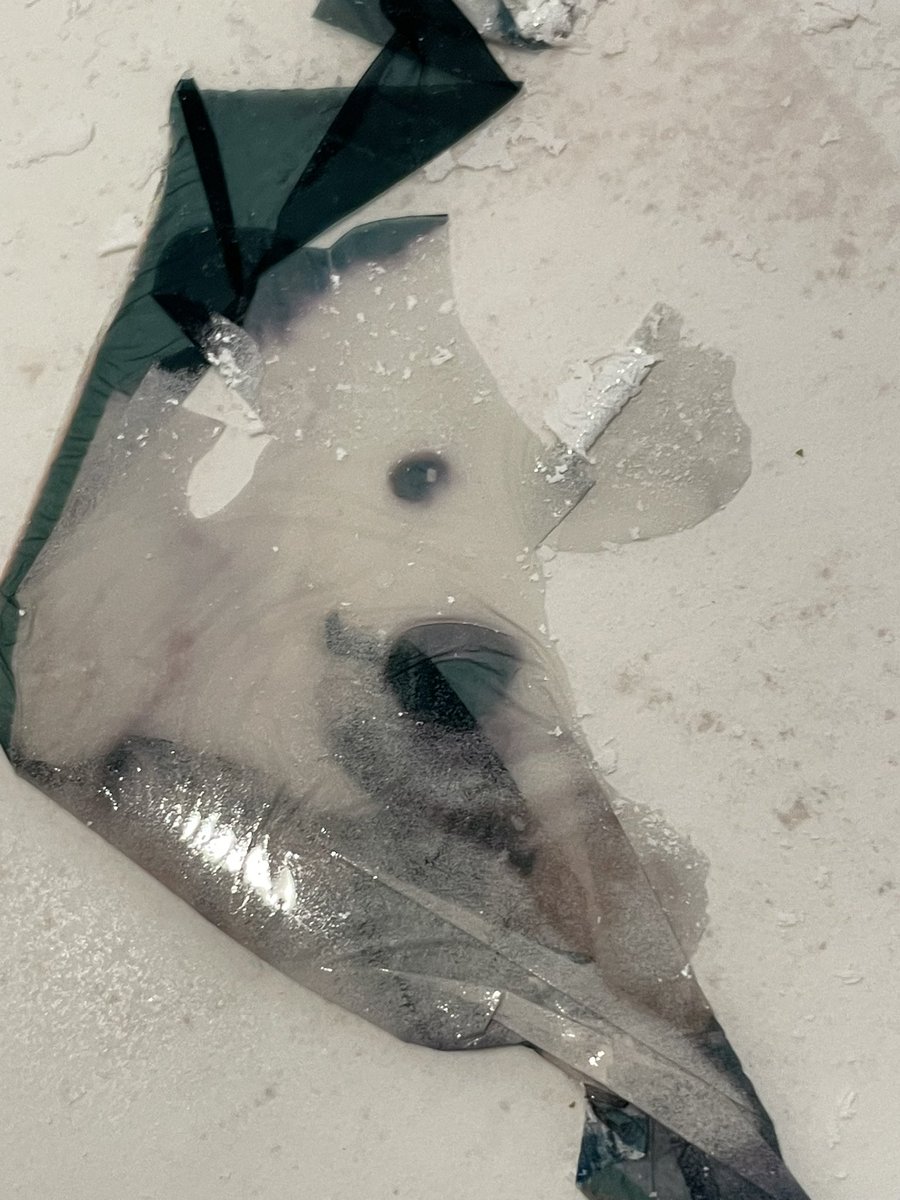 GISELXPHOTO's tweet photo. Ever experience the dance of a delicate emulsion transfer? Good morning to all 🤳🏽🎞👏🏽#notafilter #polaroidemulsiontransfer #photography https://t.co/X44JvG6aJ4