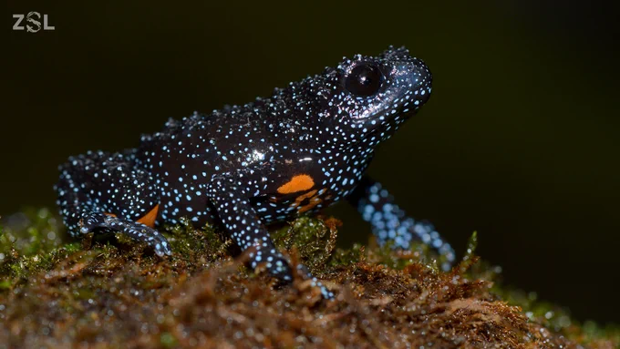 Galaxy frog side profile close-up, speckled vivid blue spots and a black body with larger orange spots on it's belly.