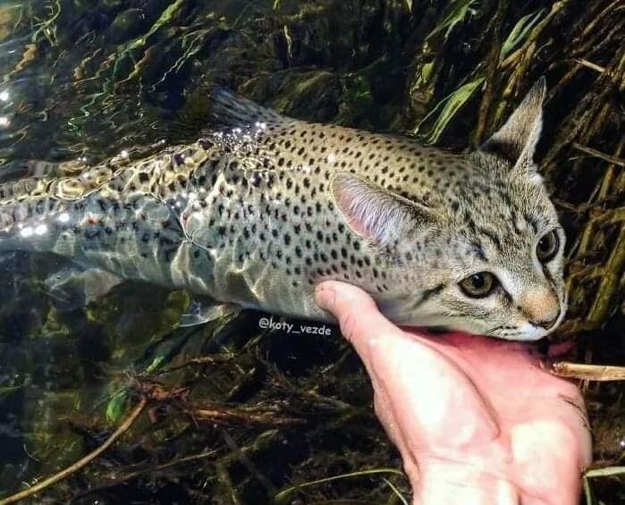 Take_Meow_Hand's tweet photo. Catfish https://t.co/ckSmQjUJlf