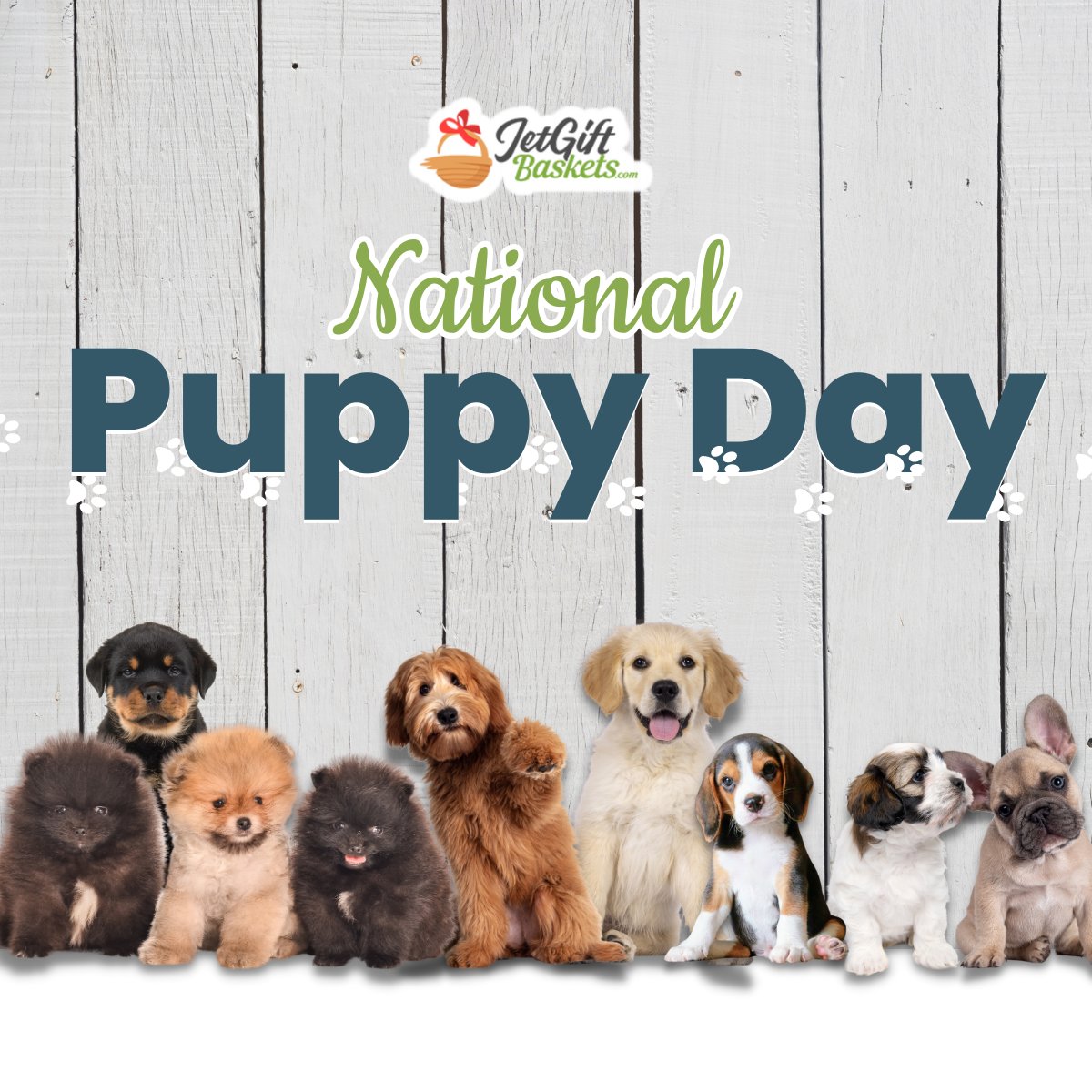 JetGiftBaskets's tweet photo. Today, we celebrate the newest members of our families, our adorable puppies!

Treat your puppy to one of our gift baskets today and make their National Puppy Day extra special. 🐾🐶
For you: https://t.co/V4n7nNwu1g
#NationalPuppyDay #PuppyDay #PuppyLife #PuppyPals #FurryFriends https://t.co/5OXj62mfou
