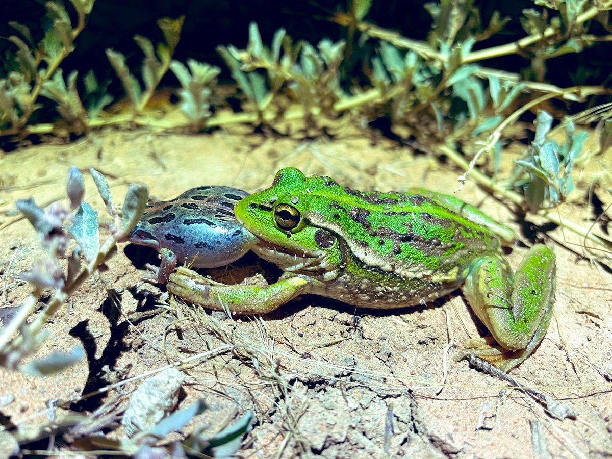 pedionomus's tweet photo. Even frogs like frogs!
#WorldFrogDay 🐸
#southernbellfrog #growlinggrassfrog #litoria #spottedmarshfrog #limnodynastes https://t.co/JVJ6yf0ifv