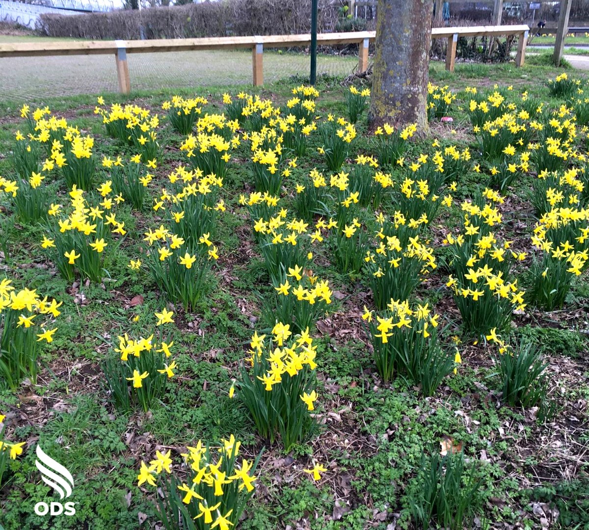 ODS_doinggood's tweet photo. Hello Spring! 🍃🌷🌻🌞

Today is Spring Equinox, meaning it’s officially the first day of Spring. Our parks team has been busy maintaining the area ready for the upcoming season.

Check out the daffodils blooming in Cutteslowe Park!

#doinggood #Spring #springday #equinox #Oxford https://t.co/zCkYmMbESE