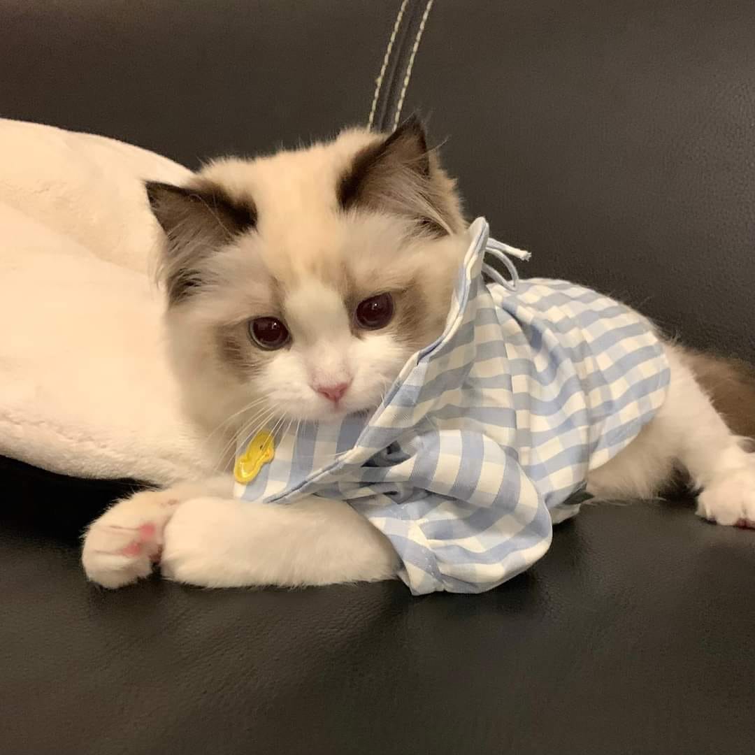 Take_Meow_Hand's tweet photo. 🤩 https://t.co/joqrX6uIvb