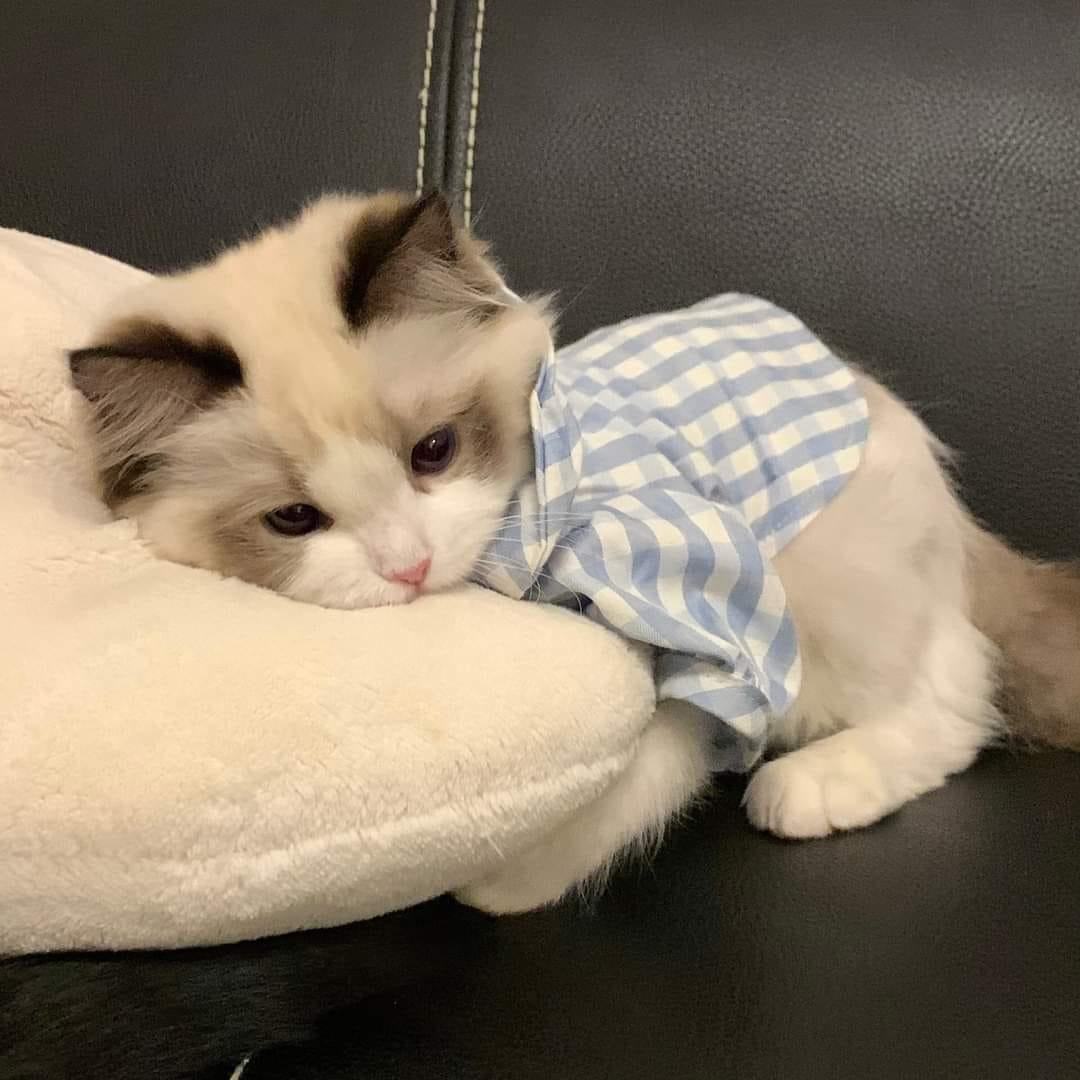 Take_Meow_Hand's tweet photo. 🤩 https://t.co/joqrX6uIvb