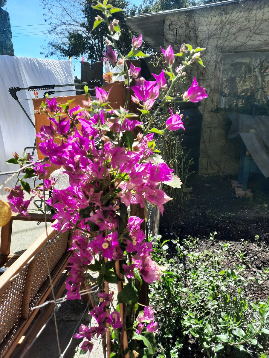 MagnoliaFrance's tweet image. It's a beautiful day here today. #Azille #sunshine 😎🌞🌻🌼 #HappyMonday