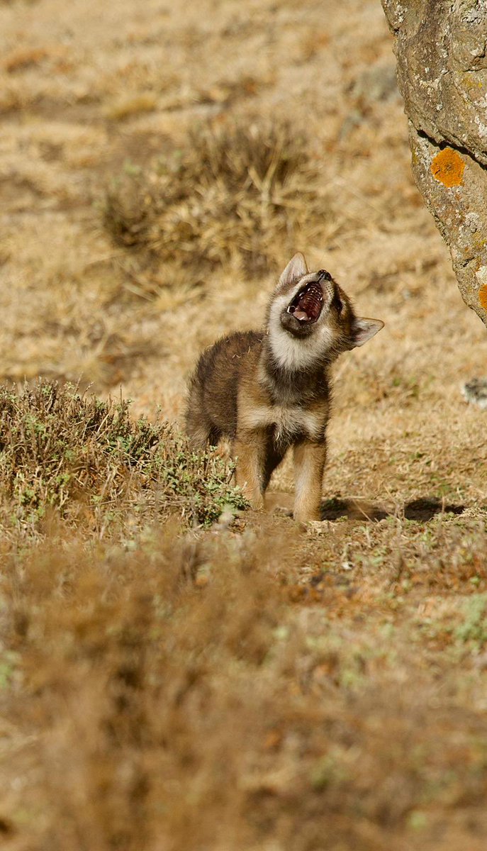 Showing off Ethiopian wolf teethies, just because…✨ (this is a Meggity pack pup from Web Valley) 
Fieldwork wrapped up for me this time, but will keep up the news! Follow us <a href="/KyKebero/">EWCP Ethiopian Wolf Conservation</a> #EWCP #Teethies 

📸Adrien Lesaffre