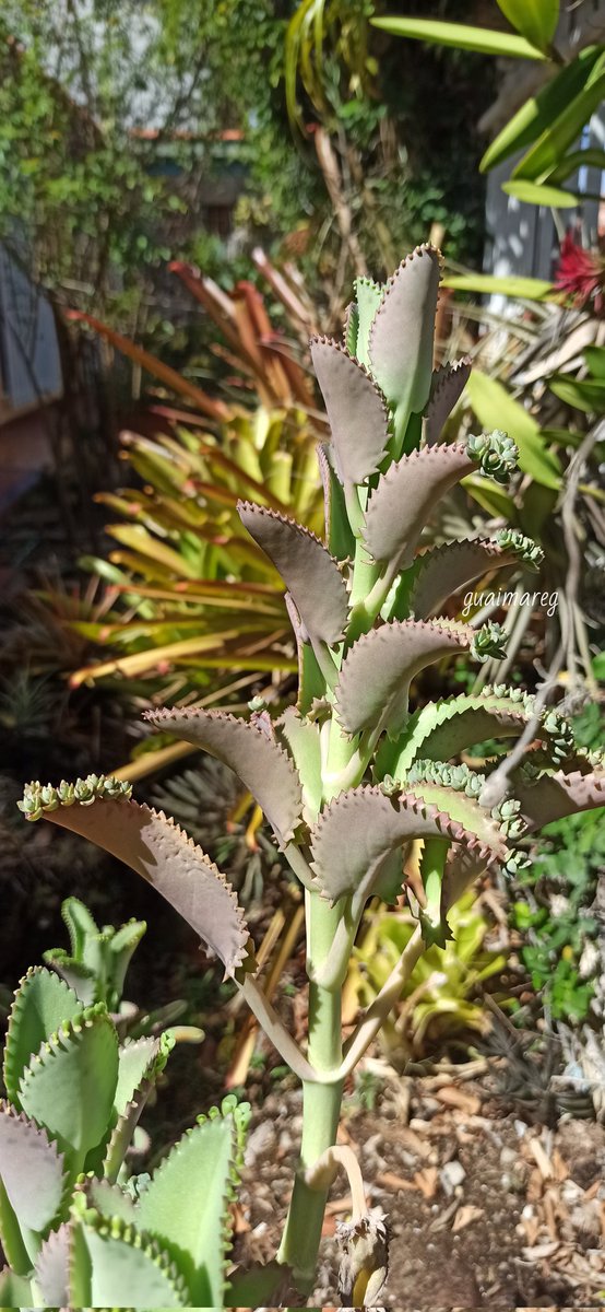 gaitangg's tweet photo. Kalanchoe daigremontiana. https://t.co/q4uNbJkN7g