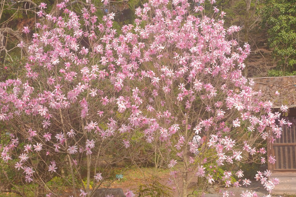 京都府立植物園での一枚。知らぬ間にもう春は来てたみたいです。

#fujifilm_xseries
#今日もx日和 
#fujifilmxt4 
#fujifilmglobal
#富士フイルム
#京都府立植物園
#京都カメラ部
#京都の春