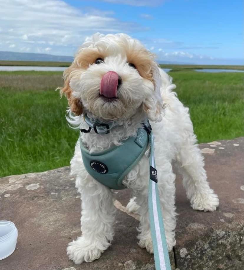 Dash-Hounds Chester tweet media