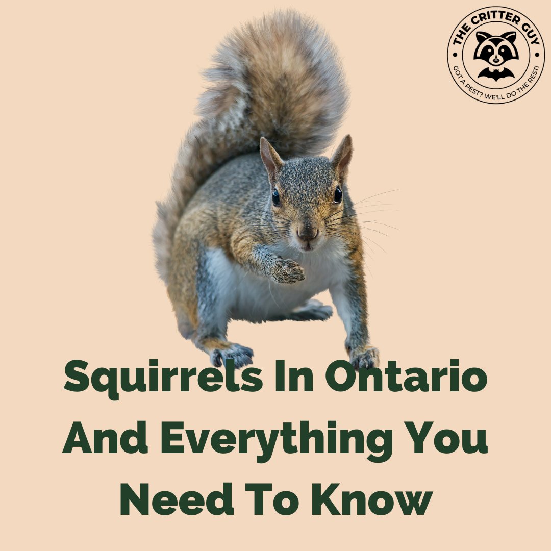 TheCritterGuy's tweet photo. Squirrels In Ontario And Everything You Need To Know π https://t.co/2FhReC1wnY
#ontario #animalremoval #wildanimalremoval #critterremoval #pestcontrolservice #animaltrapping #HumaneAnimalRemoval #nuisancewildlife #animalrescue #squirrrel https://t.co/qMMczHN1yn