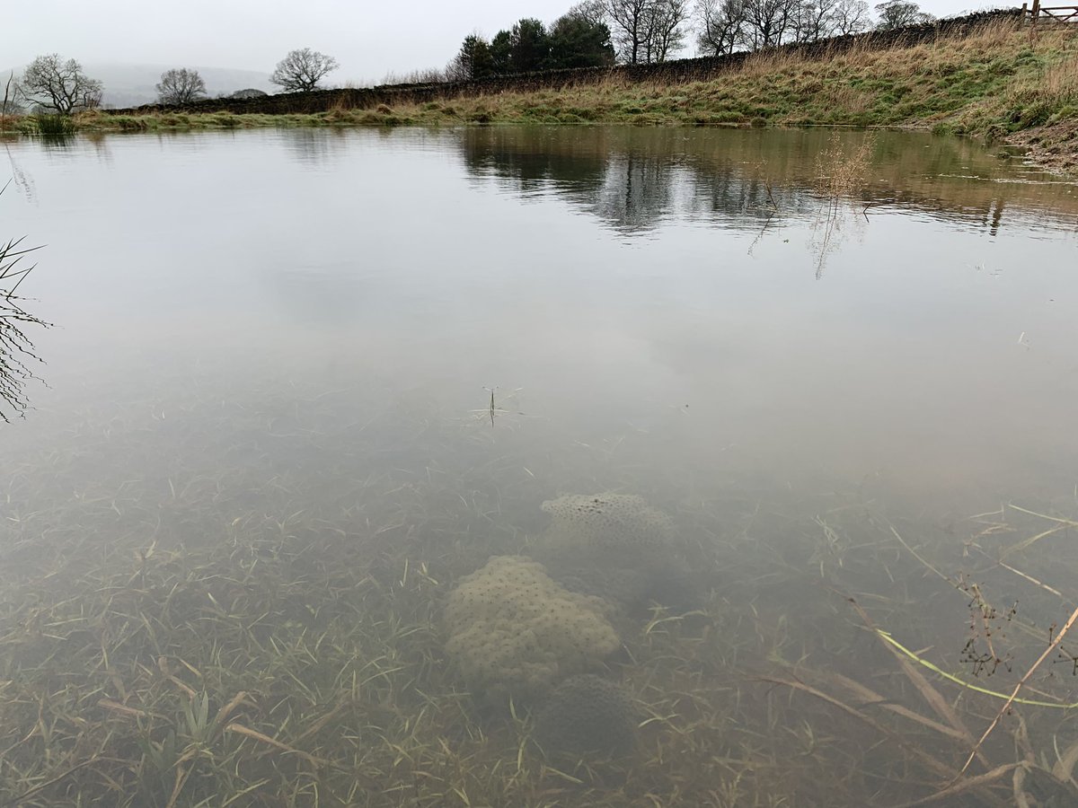 Happy #worldrewildingday everyone! We’re excited by the start of Spring and the signs of recovery on the land including occupation of the newly formed ponds.