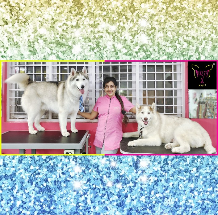 FuzzyRadhiya's tweet image. Brotherly Love 💕  Huskies  Groomed at @FuzzyRadhiya   💓 

To book your pets&apos; spa appointment 🙂 Kindly call / whatsapp on 9341433040 🙂

Follow @FuzzyRadhiya  to know more about Professional Pet Grooming Services 😀

#fuzzywuzzy #petgrooming #petspa #doggrooming #siberianhusky