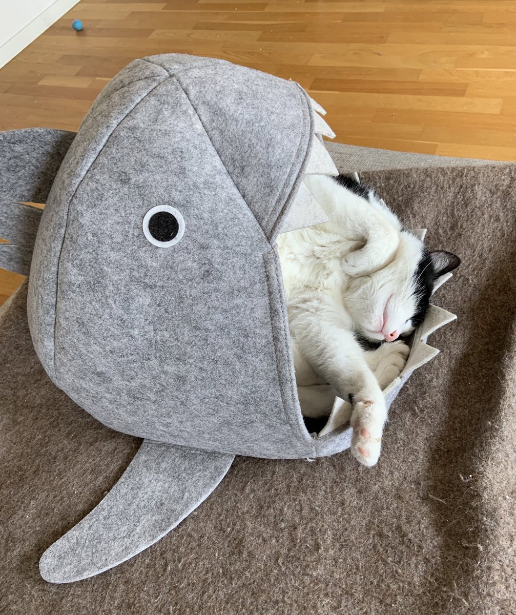 BaxterLeChat's tweet photo. My fat brother weighs more than 7kg, yet he manages to get into the tiniest spaces. #catsontwitter #catsontwitter https://t.co/WfDIW7KHFI