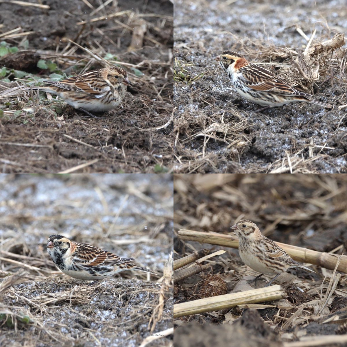 Look at these little Lapland Longspur, that Lola Pryor captured here from Marion County. #ohiobirds #ohiobird #ohiobirding #ohiobirdnerds #ohiobirdwatching #ohiowildlife #MarionOhio #MarionMade #ohio #birds #BirdsSeenIn2023