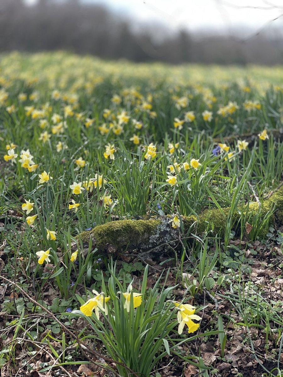 Des millions de jonquilles sauvages pour ce premier #lundifleuri du printemps