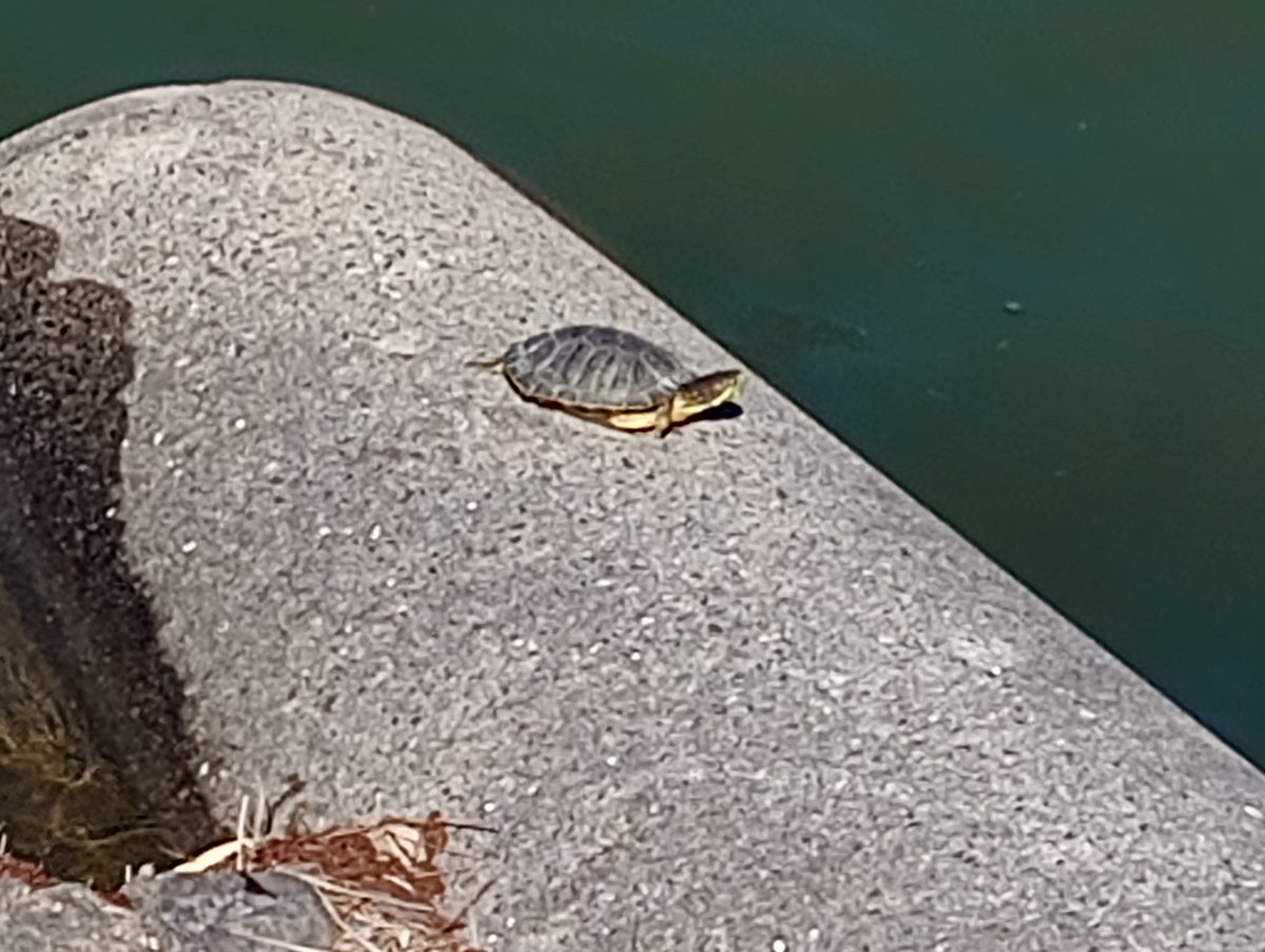 かめあたま