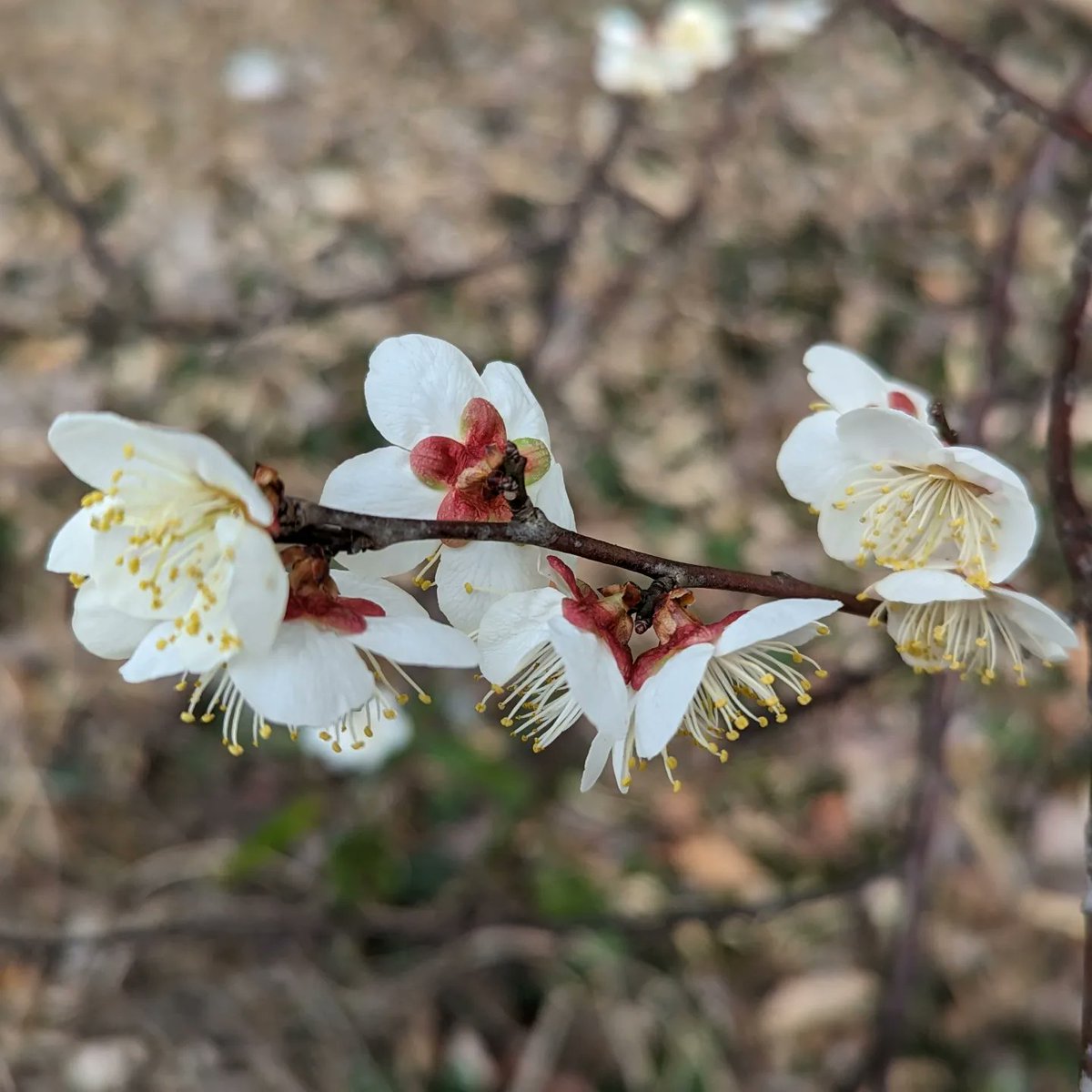 BPackersGuide's tweet photo. The way to Dainichiji (大日寺) - #temple number 4 of #ShikokuHenro - showed me some pretty cherry blossoms; the first ones I've seen this year.
#BackpackersTale #Japan https://t.co/ku1t7bRVtM
