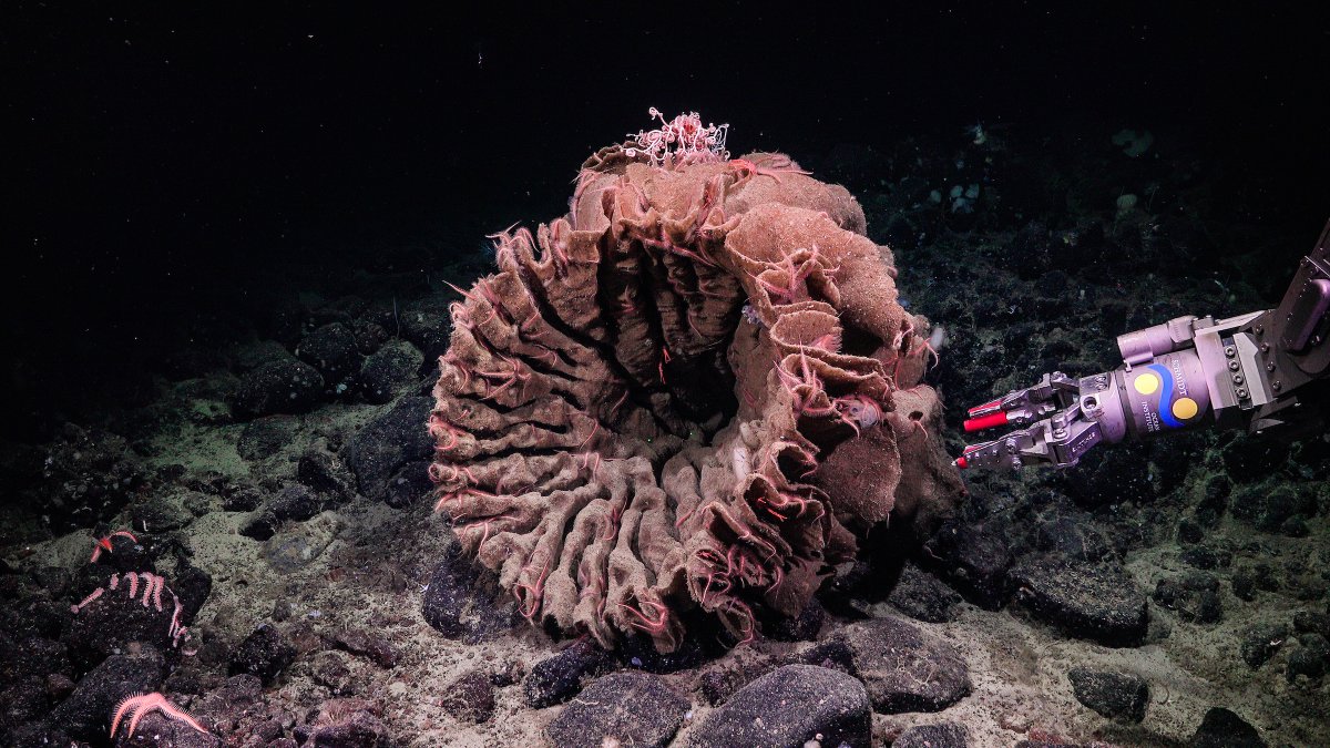 SchmidtOcean's tweet image. Sponges may be one of the most &quot;primitive&quot; multicellular animals, but their mechanisms for filter feeding are a wonder to behold. Here&apos;s an appreciation post for their critical contributions to reef ecology. Read more about these beauties at schmidtocean.org/cruise-log-pos…